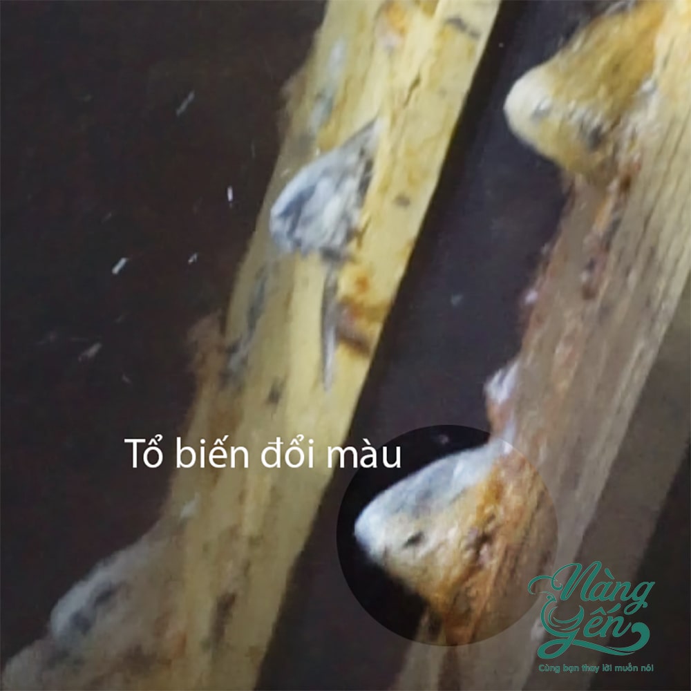 Tổ yến trắng biến đổi trong môi trường nhà yến thành tổ yến huyết Tổ yến trắng biến đổi trong môi trường nhà yến thành tổ yến huyết