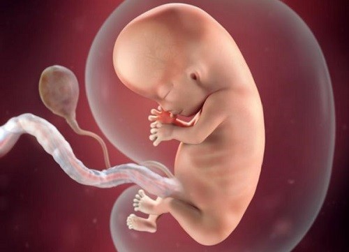 Yến sào còn có tác dụng kích thích sự phát triển của thai nhi Yến sào còn có tác dụng kích thích sự phát triển của thai nhi