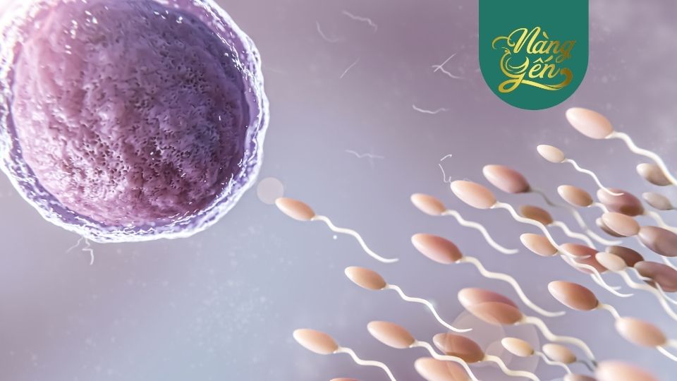 Ăn yến sào có tác động tích cực đến sức khỏe sinh sản nam giới.