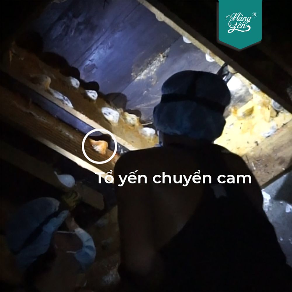 Tổ yến cho nhà Yến đổi màu